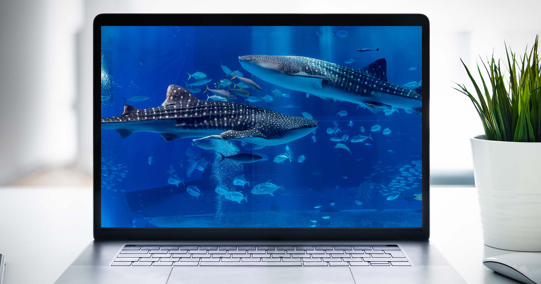 computer screen showing aquarium