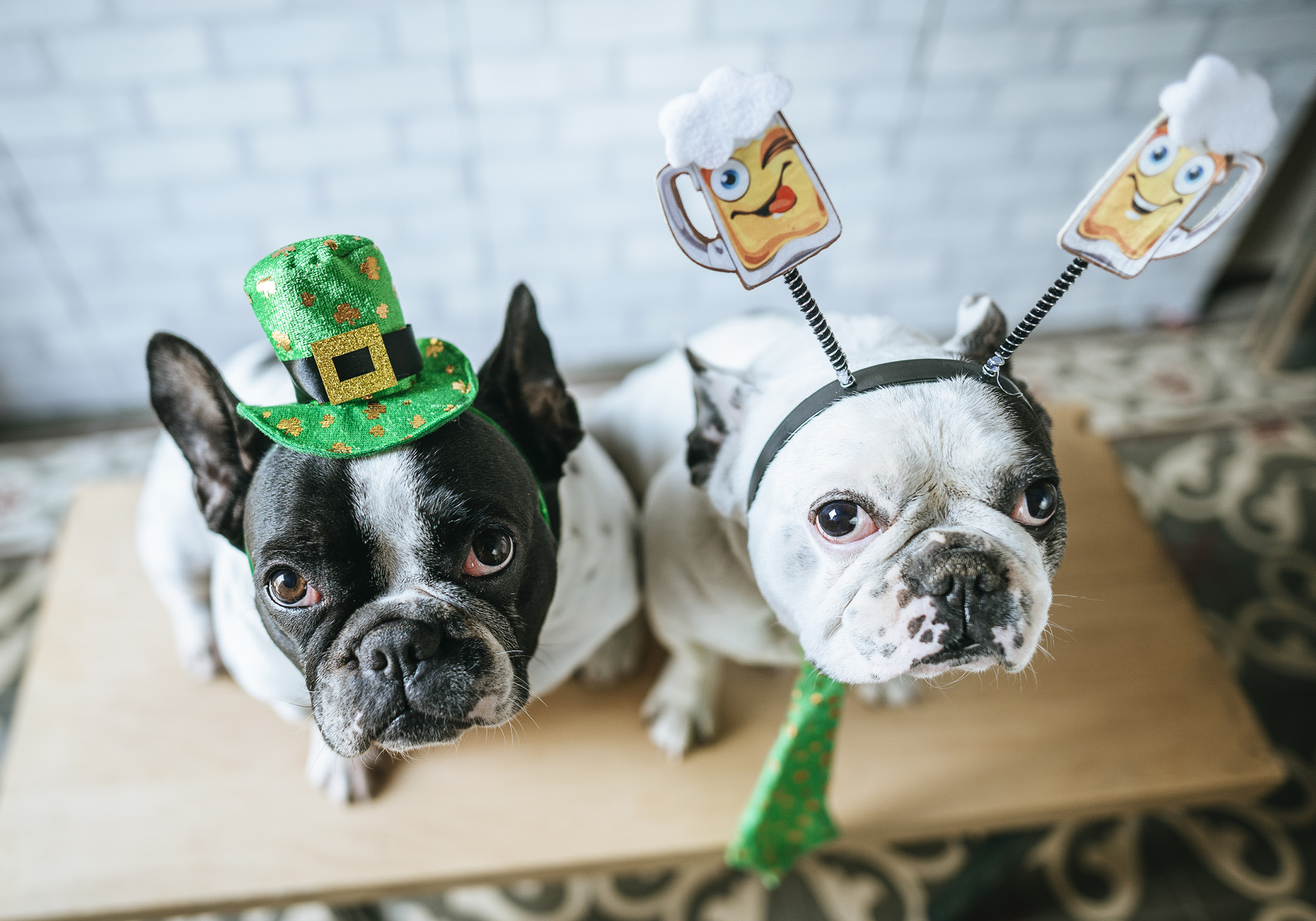 French Bulldogs on St, Patrick's Day